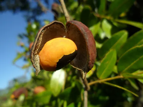 Copaiba