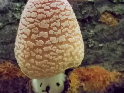Firerug Inkcap