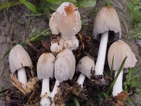 Magpie Inkcap