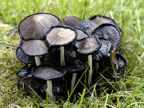 Common Ink Cap