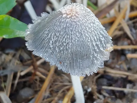 Grey Inkcap