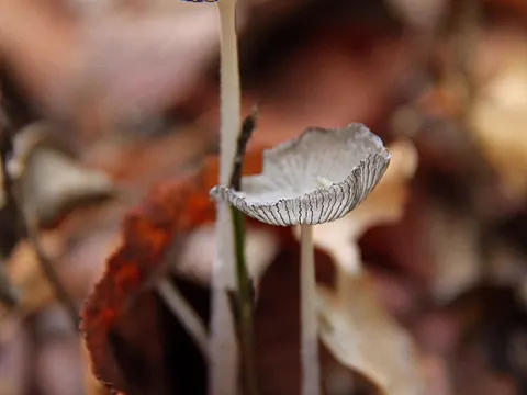 Hare'sfoot Inkcap