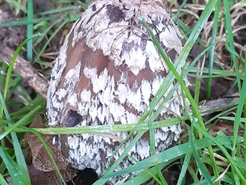Magpie Fungus