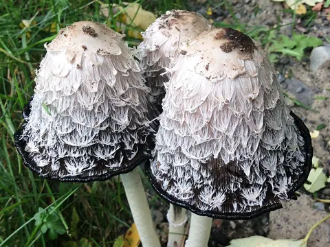 Shaggy Mane