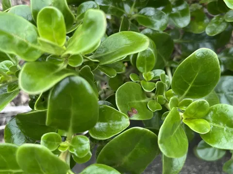 Tree Bedstraw