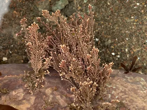 Coralline Algae