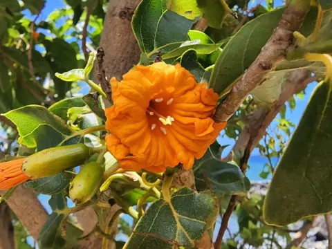 Kou Tree
