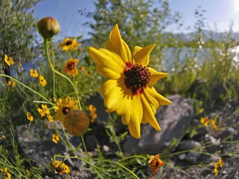 Plains Coreopsis