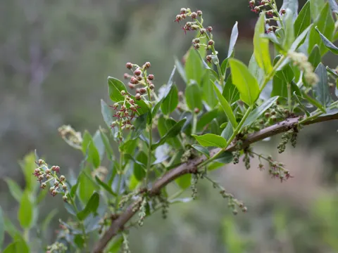 Coriaria