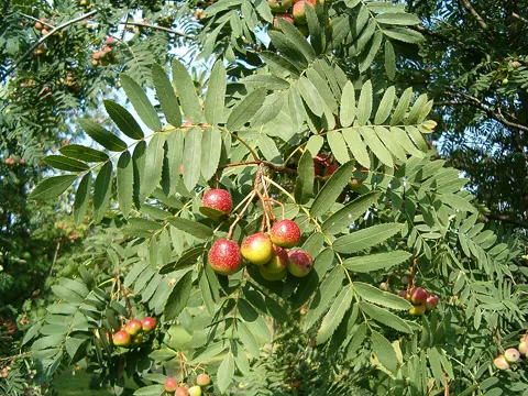 Service-tree