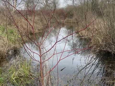Red-stem Dogwood