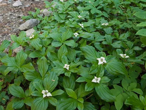Bunchberry