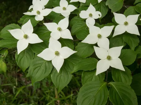 Japanese Dogwood