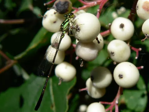 Panicled Dogwood