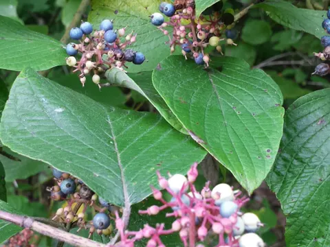 Roundleaf Dogwood