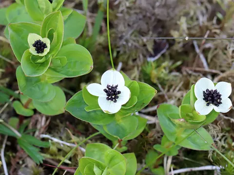 Dwarf Cornel