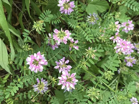 Crown Vetch