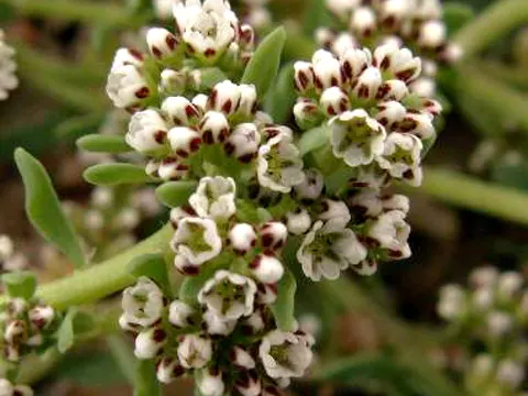 Strapwort