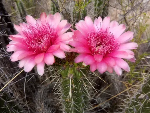 Black-spine Cactus