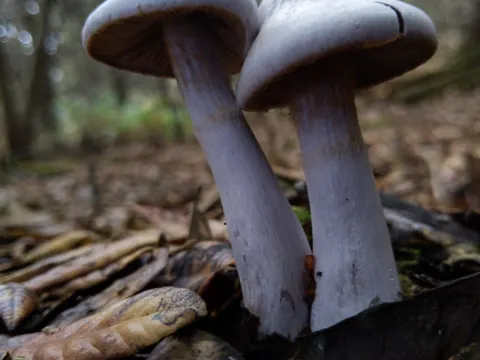 Silvery-violet Webcap