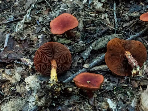 Cinnabar Webcap