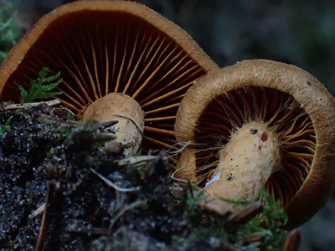 Cinnamon Webcap