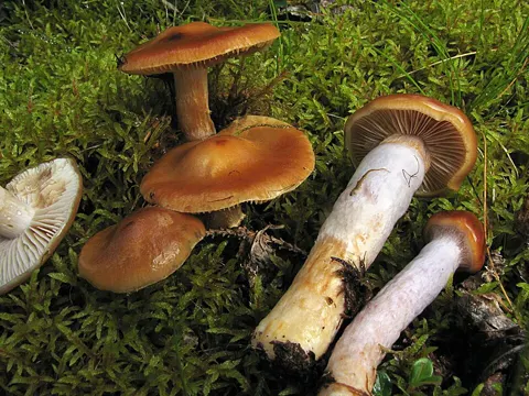 Blue-girdled Webcap