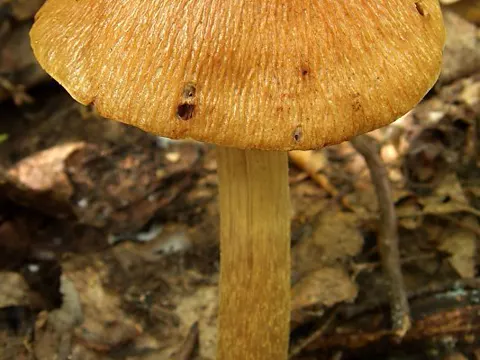 wrinkled cortinarius