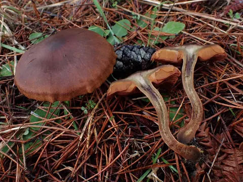 Saffron Webcap