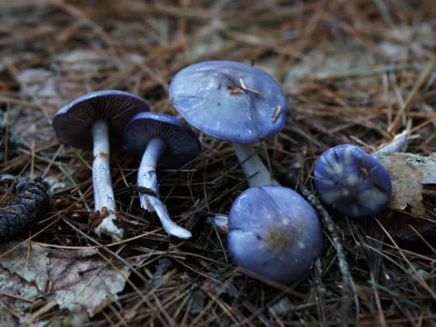 Bitter Purple Cort
