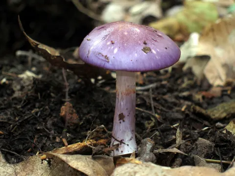 Viscid Violet Cort