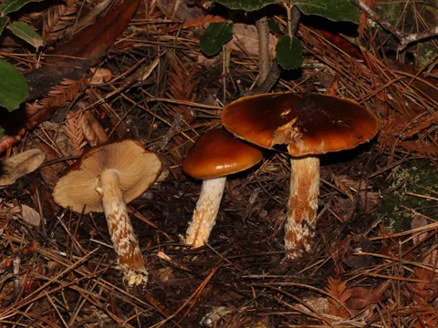 Orange Webcap