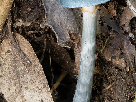 Elegant Blue Webcap