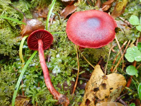Blood-red Webcap