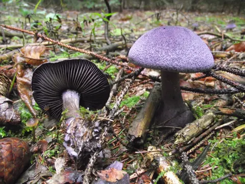 Violet Webcap