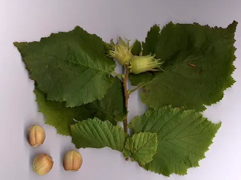 Hazelnut