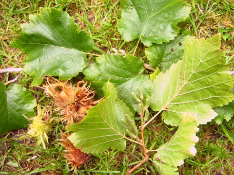 Turkish Hazel