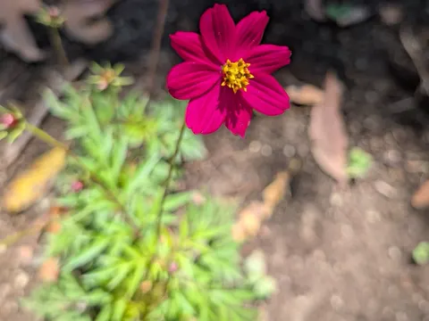 Schmuck-Cosmos