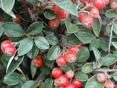 Franchet's Cotoneaster