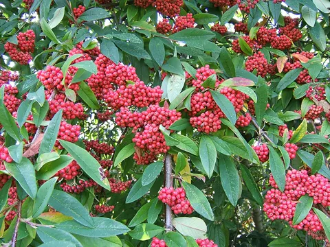 Himalayan Tree Cotoneaster