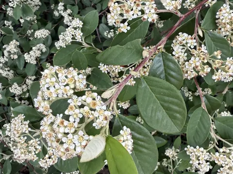 Glaucous Cotoneaster