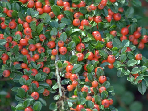 Wall Cotoneaster