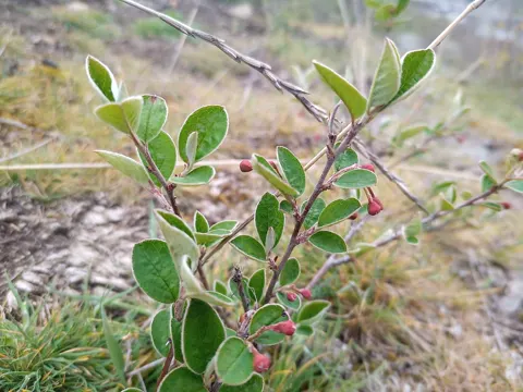 Wild Cotoneaster