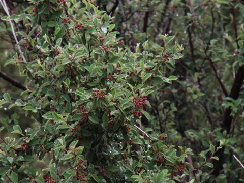 Silverleaf Cotoneaster