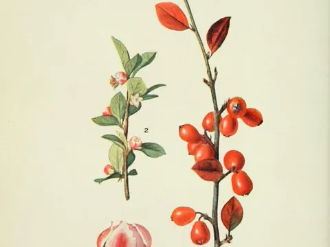 Simons' cotoneaster
