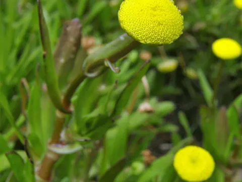 Buttonweed