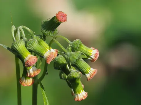 Fireweed