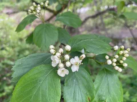 Black Hawthorn