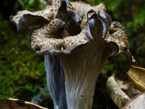 Black Trumpet