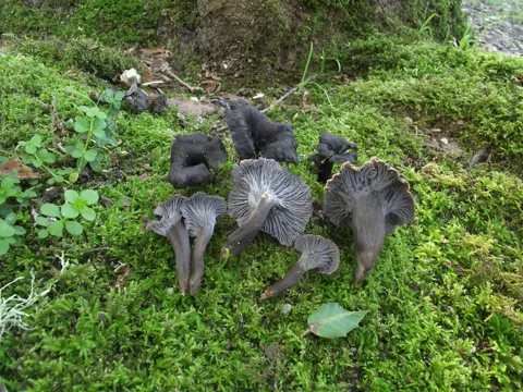 Ashy Chanterelle